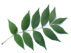 leaf of an ash