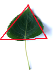 triangular leaf here black poplar