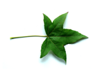 sweetgum leaf e.g.